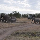  The Serengeti, TZ